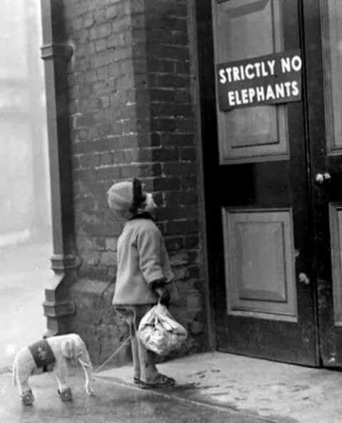 STRITCLY NO ELEPHANTS