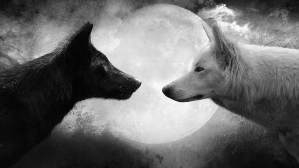 LOUPS DANS LA NUIT