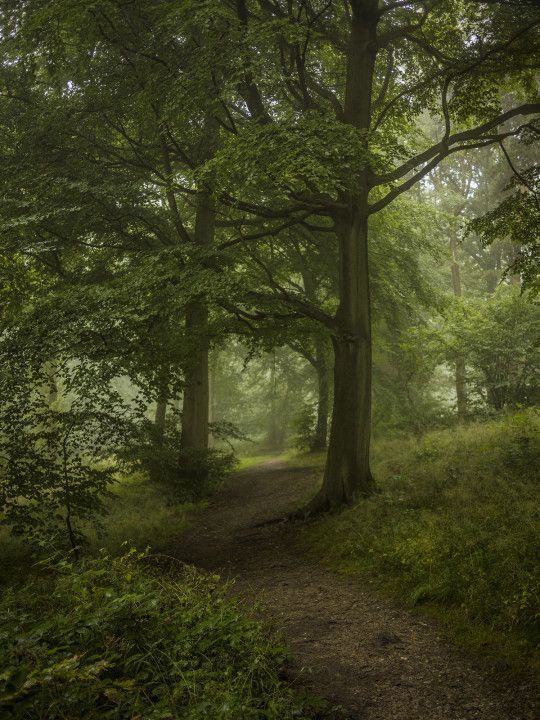A PATH THROUGH THE WOODS