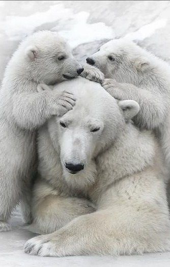 bears family
