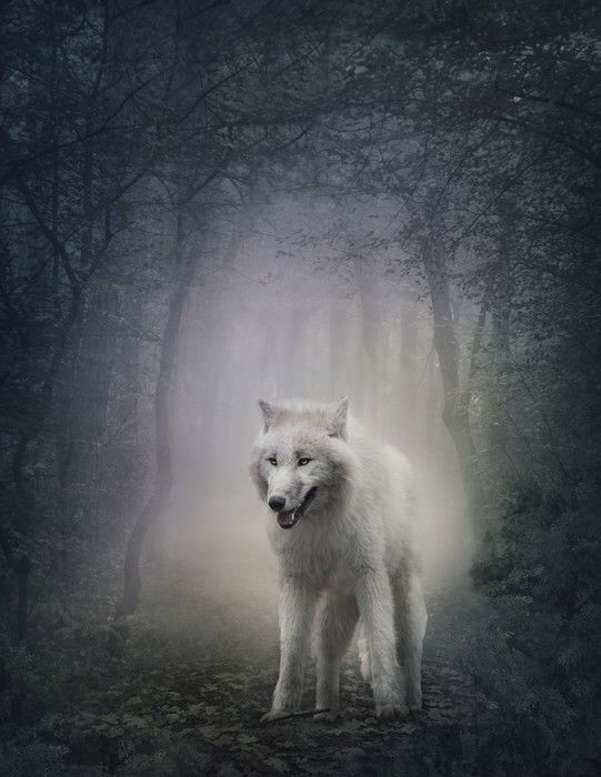 LOUP DANS LA BRUME