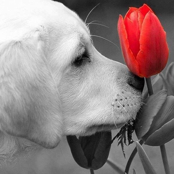 chien à la tulipe
