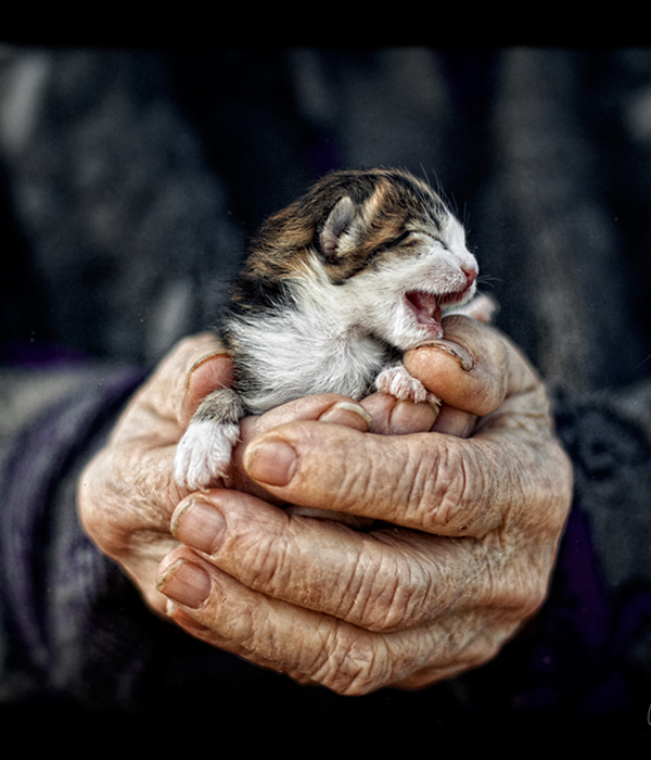 CHATON PRISONNIER 