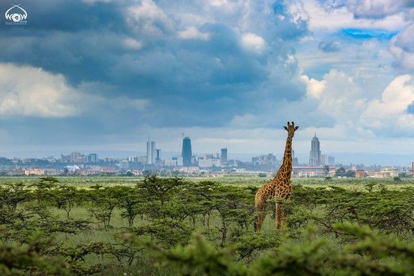 NAIROBI, LA VILLE EST UNE JUNGLE